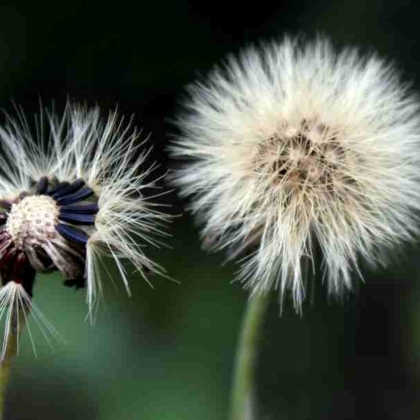Calvitie Naturelleweb