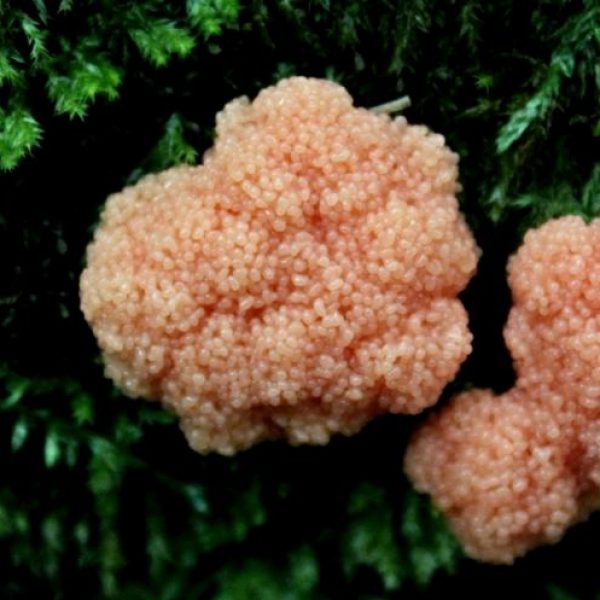 Caviarweb