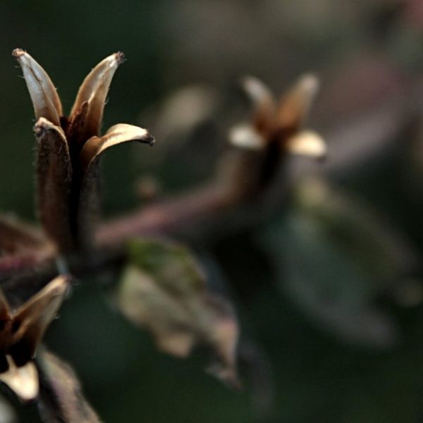Feuilles Boisées