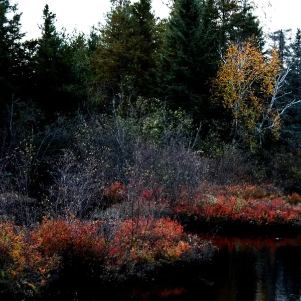 La foret dense et sauvage