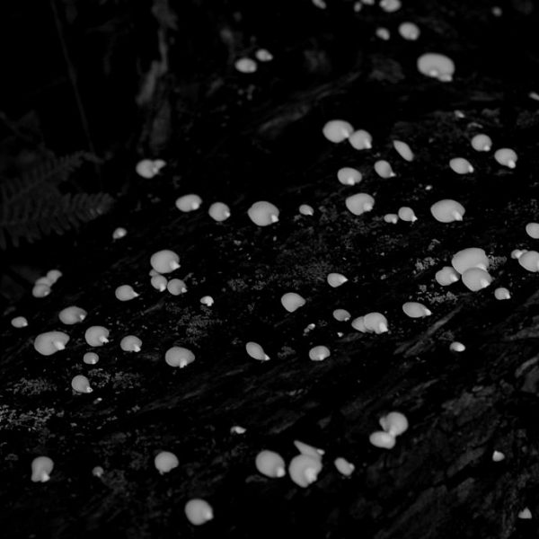 IMG_5620web