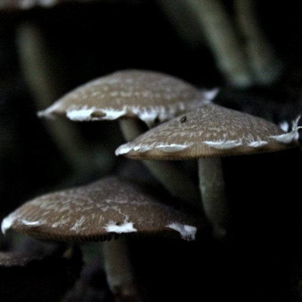 Ombrelles Zenweb