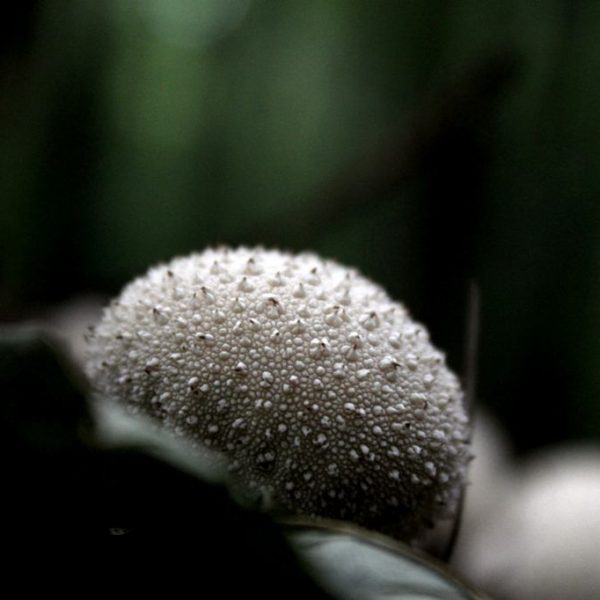 Oursin Forestierweb