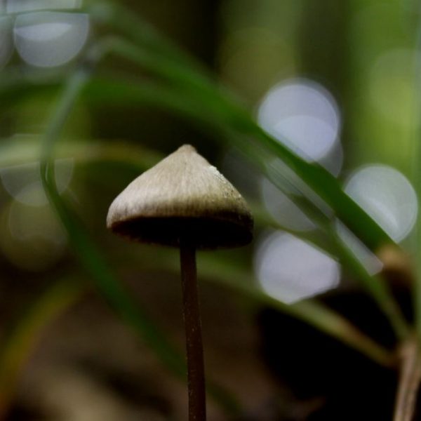 Parasol Tahitienweb