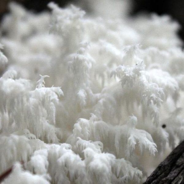 Permafrostweb