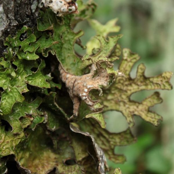 champignons feuillesPWEB