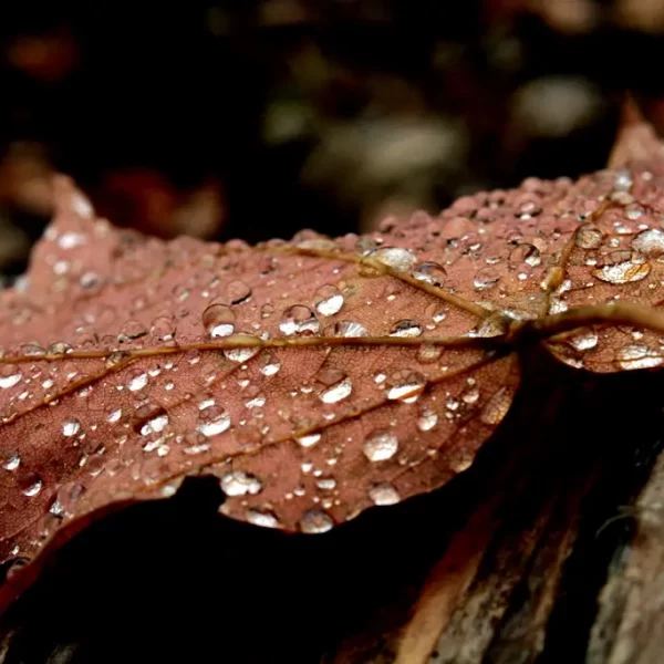 Sous la pluie