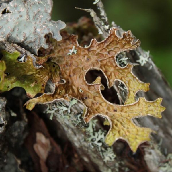 naturalmasterwork1WEB