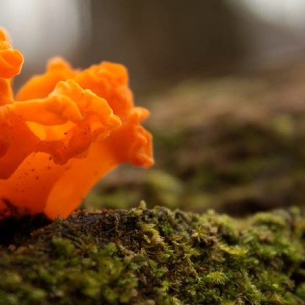 natureweb