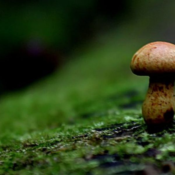 solitaireweb